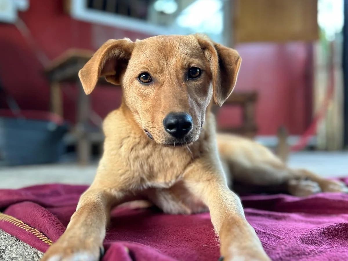 Lenna, female Mixed Breed for adoption at Nala Dog Rescue, Skopje
