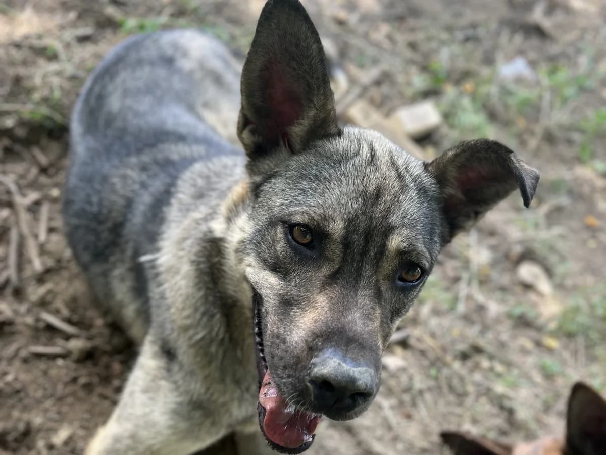 Lilly, female Mixed Breed for adoption at Nala Dog Rescue, Skopje
