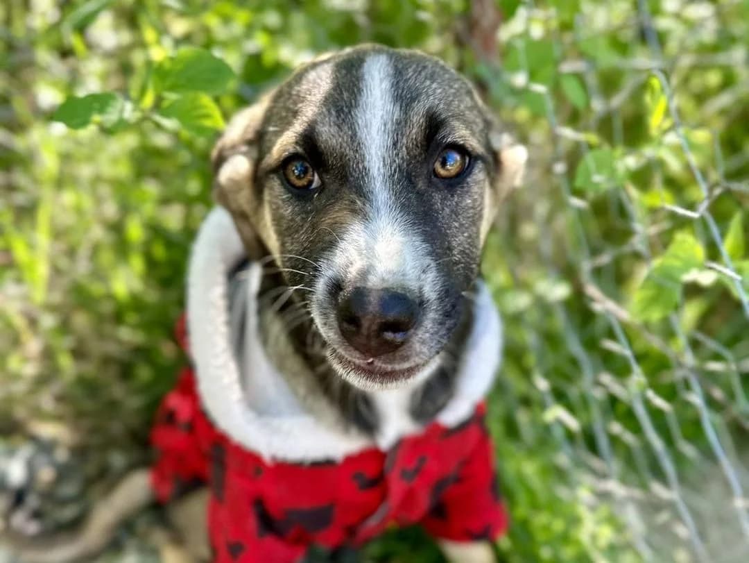 Mel, female Mixed Breed for adoption at Nala Dog Rescue, Skopje