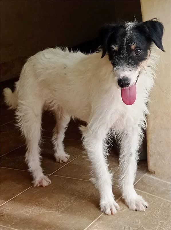 Dex is, male young Mixed Breed for adoption at The Island Sanctuary Malta, Marsaxlokk
