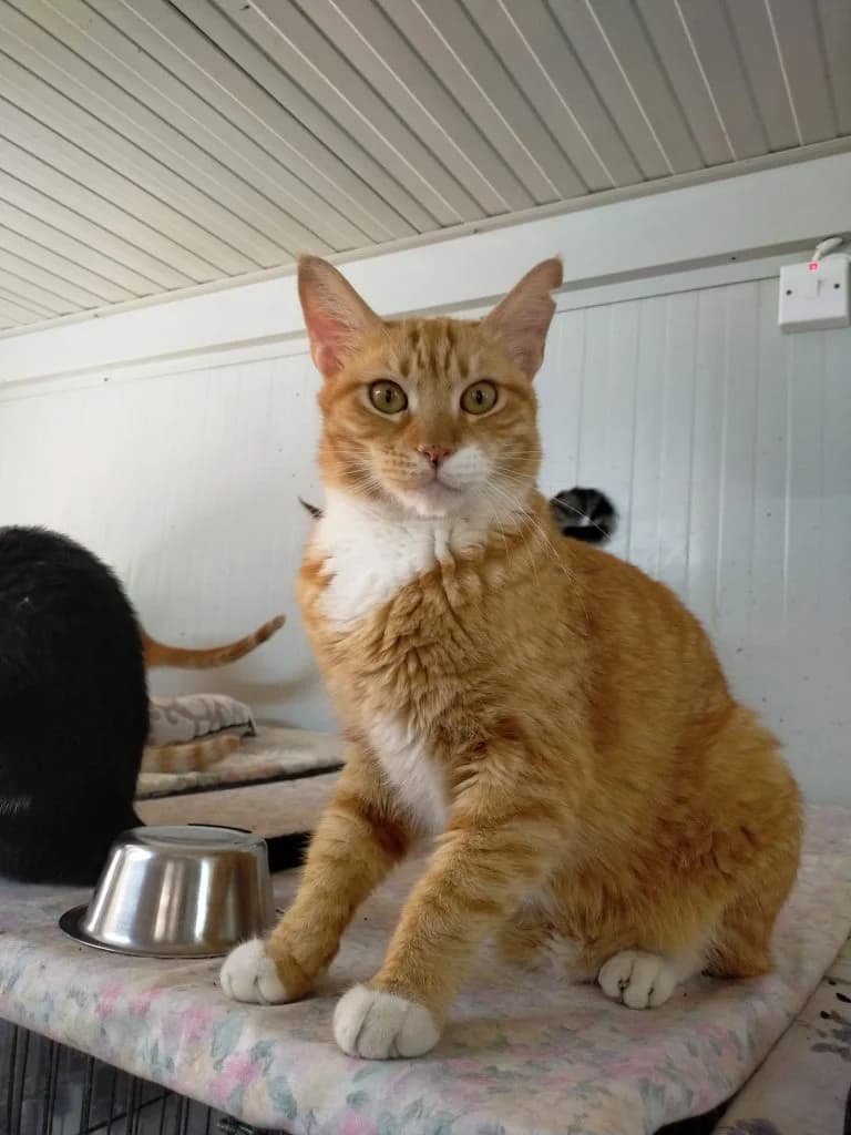 Jay, male 5yo Mixed Breed for adoption at CSAF Malta, Bormla