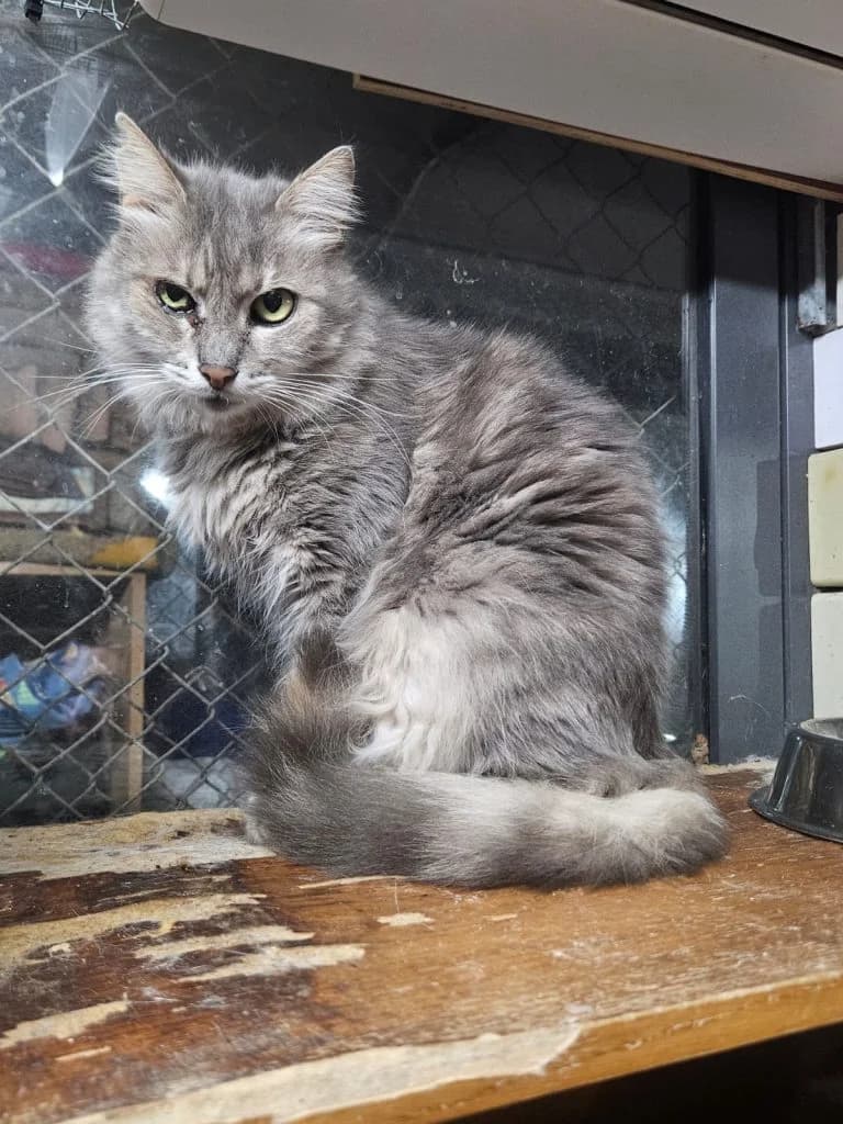 Pearl, female 5yo Mixed Breed for adoption at CSAF Malta, Bormla