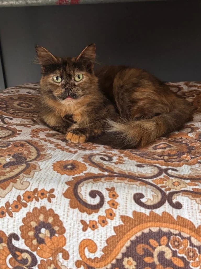 Persia, female 5yo Mixed Breed for adoption at CSAF Malta, Bormla
