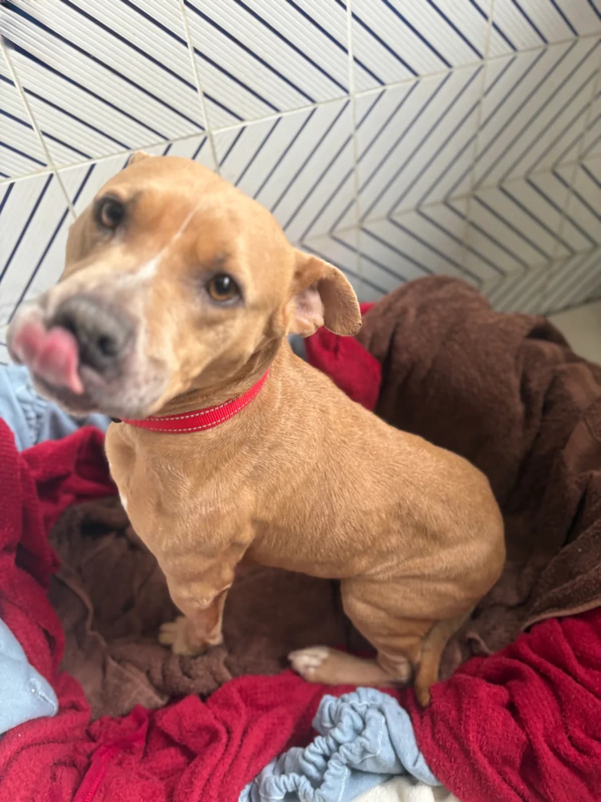 Amber,  American Staffordshire Terrier for adoption at MSPCA — Malta SPCA, Mspca