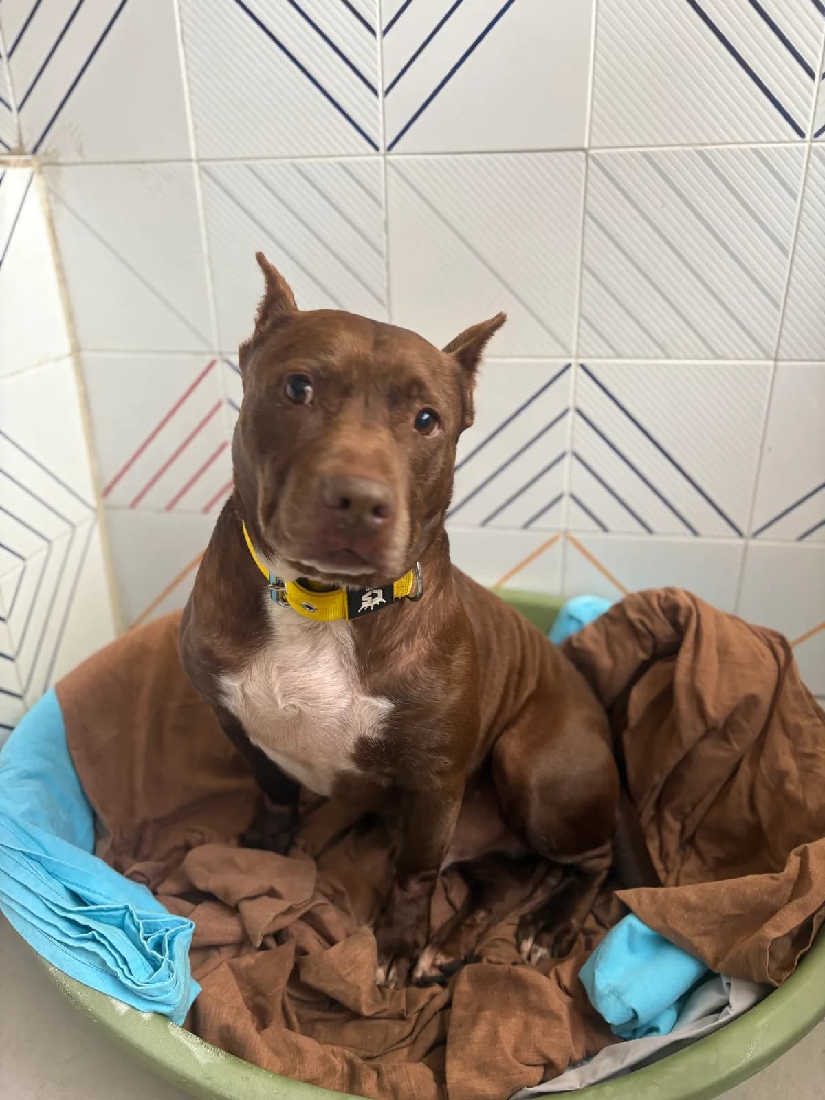 Arnie,  mixed breed for adoption at MSPCA — Malta SPCA, Mspca