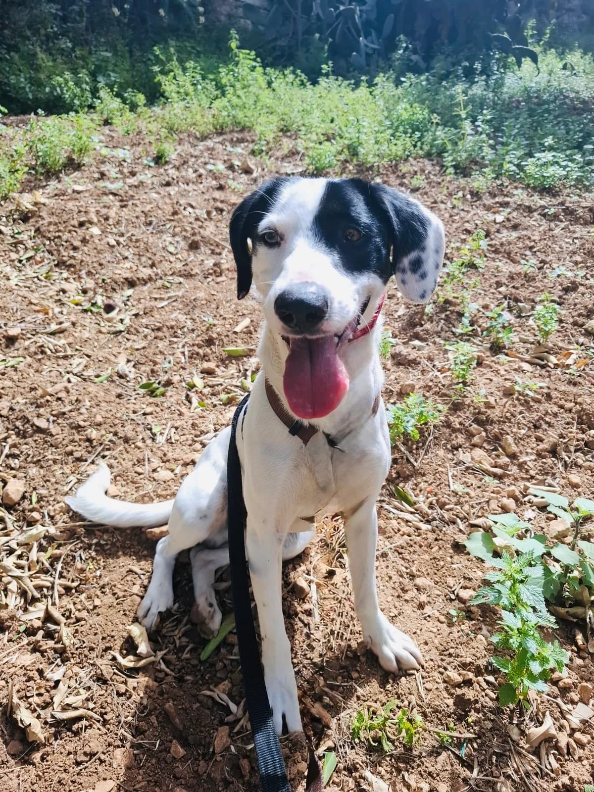 Bowie,  Pointer for adoption at MSPCA — Malta SPCA, Mspca