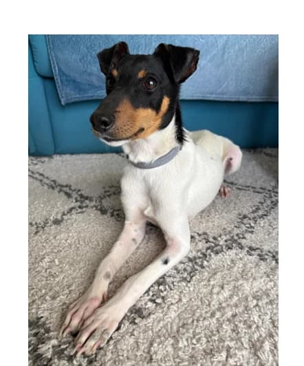 Buzzy,  mixed breed for adoption at MSPCA — Malta SPCA, Mspca