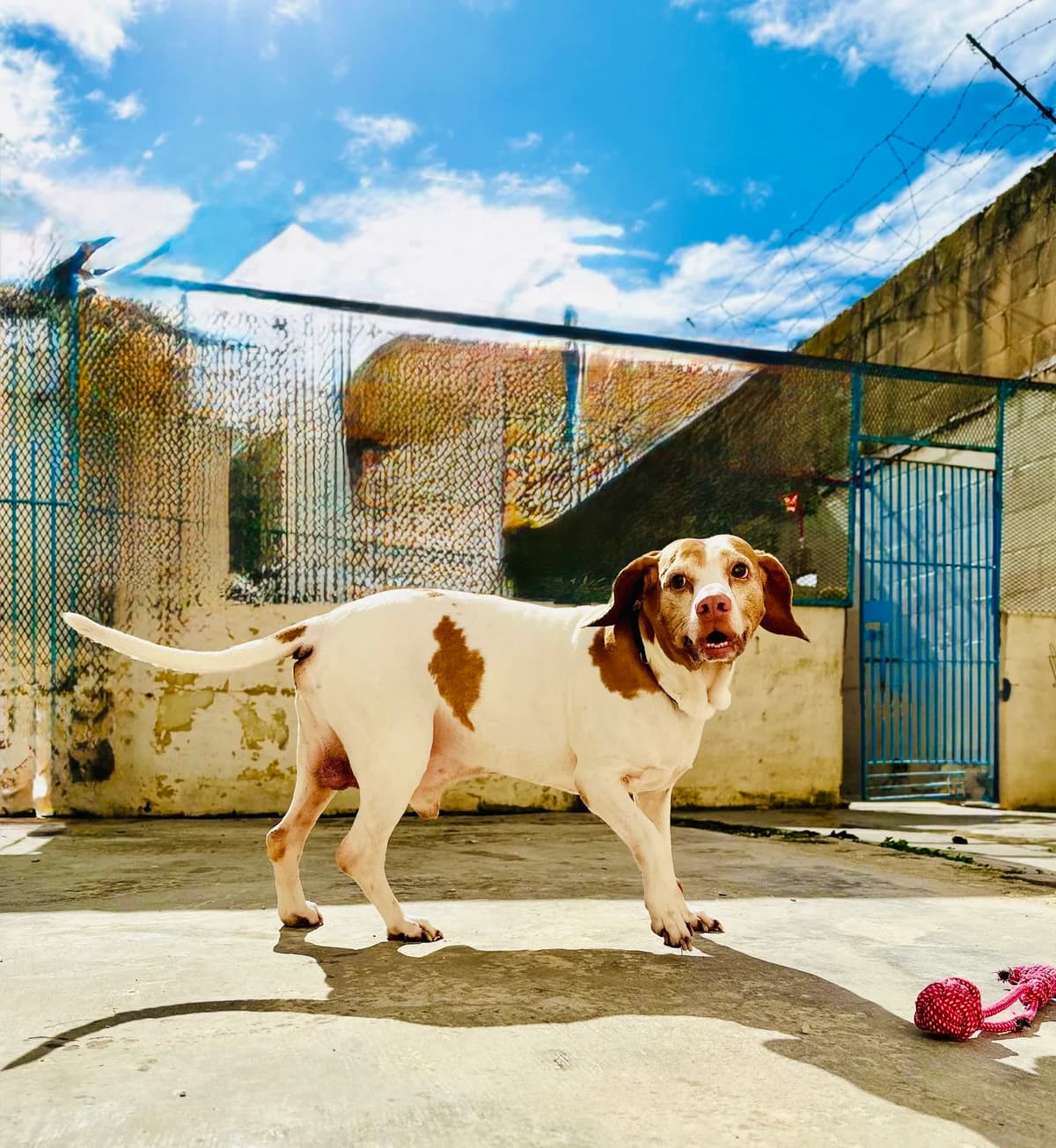 Amber,  4yo Shiba Inu for adoption at MSPCA — Malta SPCA, Mspca