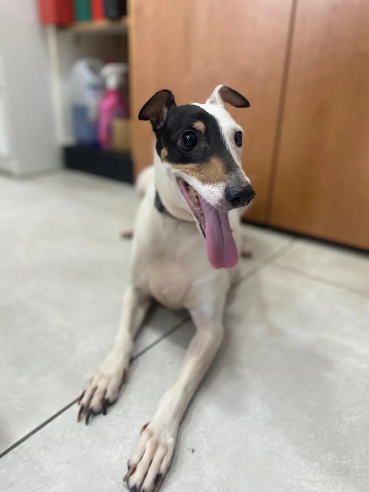 Cher,  mixed breed for adoption at MSPCA — Malta SPCA, Mspca
