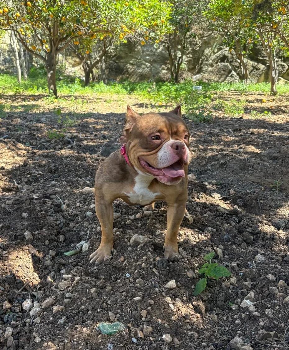 Cherry,  mixed breed for adoption at MSPCA — Malta SPCA, Mspca