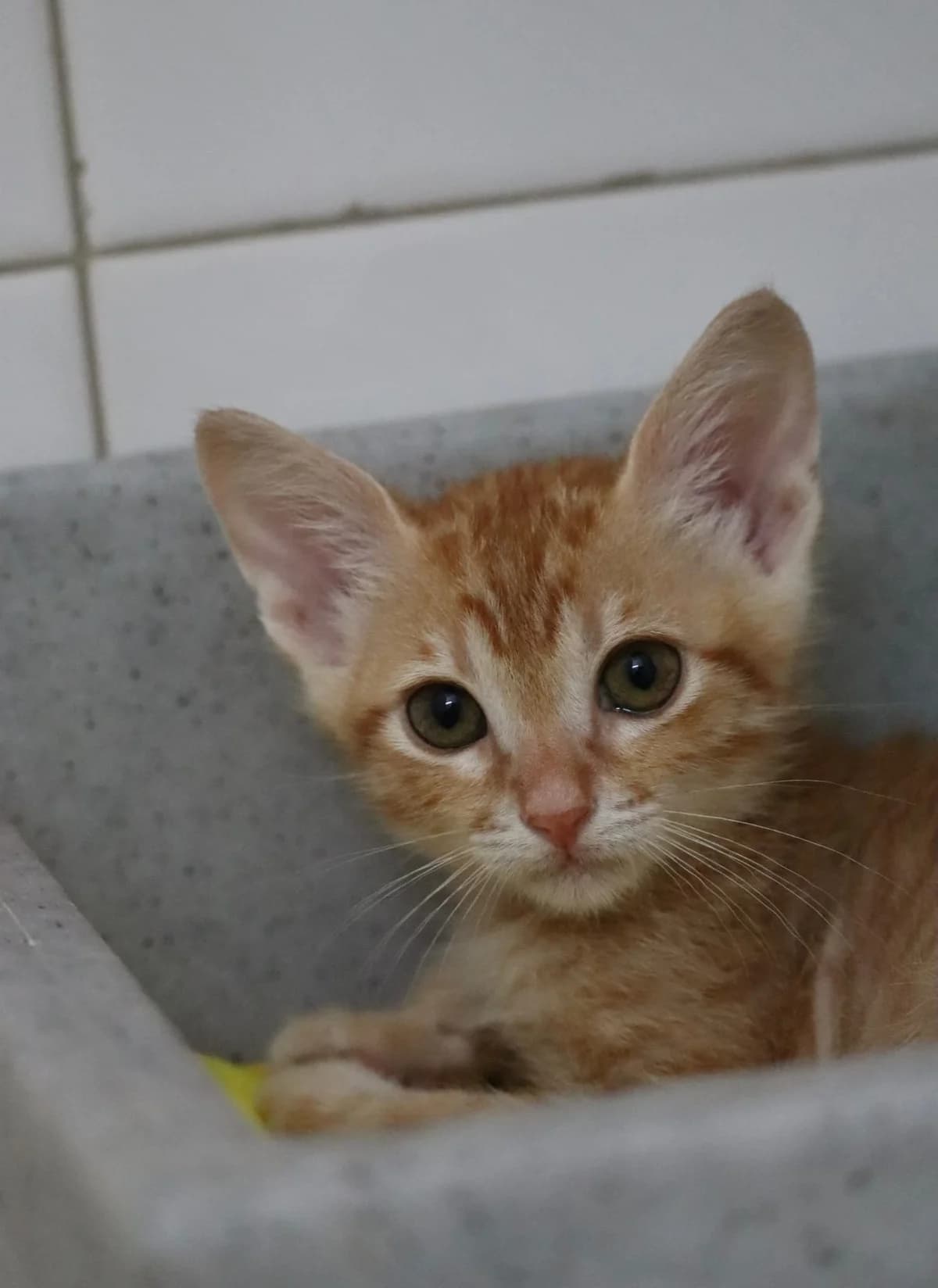 Valentine, Persian (MSPCA — Malta SPCA)