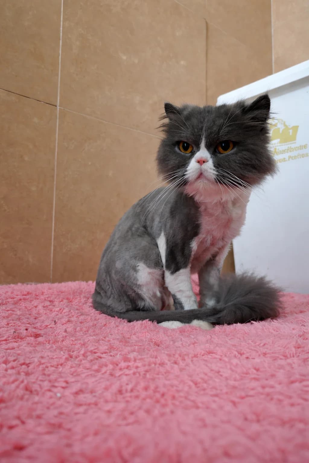 Valentine,  young Persian for adoption at MSPCA — Malta SPCA, Mspca
