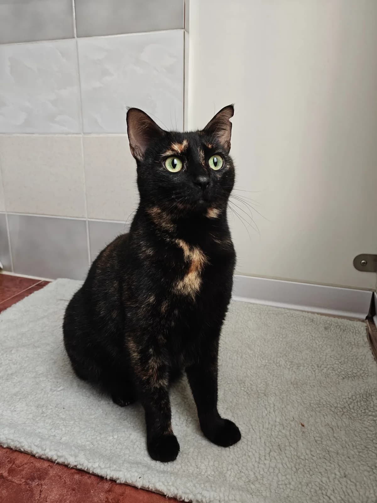 Evie,  Mixed Breed Cat for adoption at MSPCA — Malta SPCA, Mspca