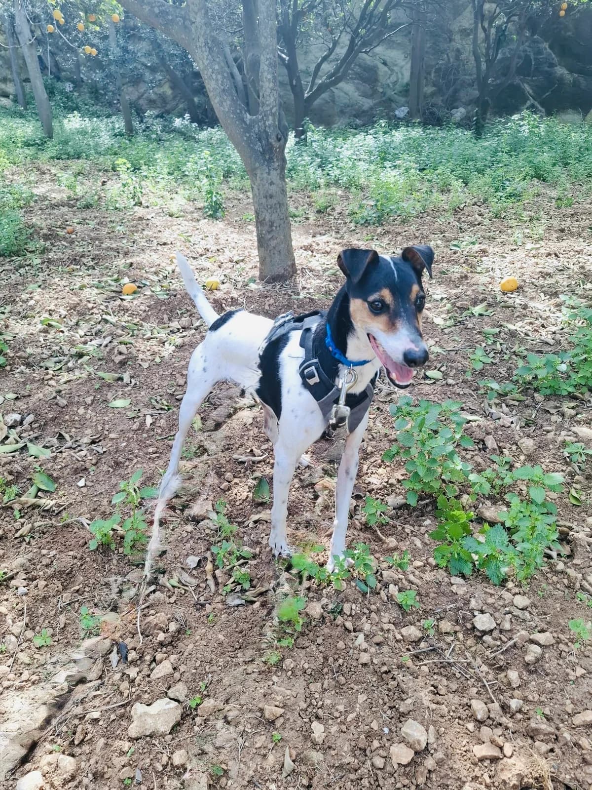 Finley,  mixed breed for adoption at MSPCA — Malta SPCA, Mspca