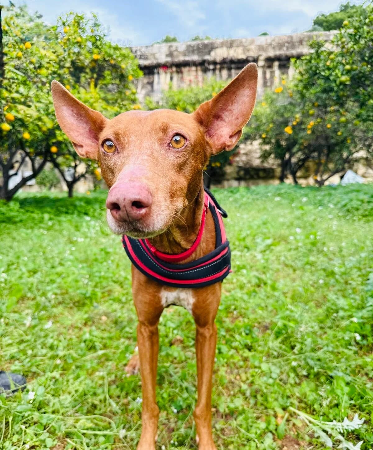 Harold,  mixed breed for adoption at MSPCA — Malta SPCA, Mspca