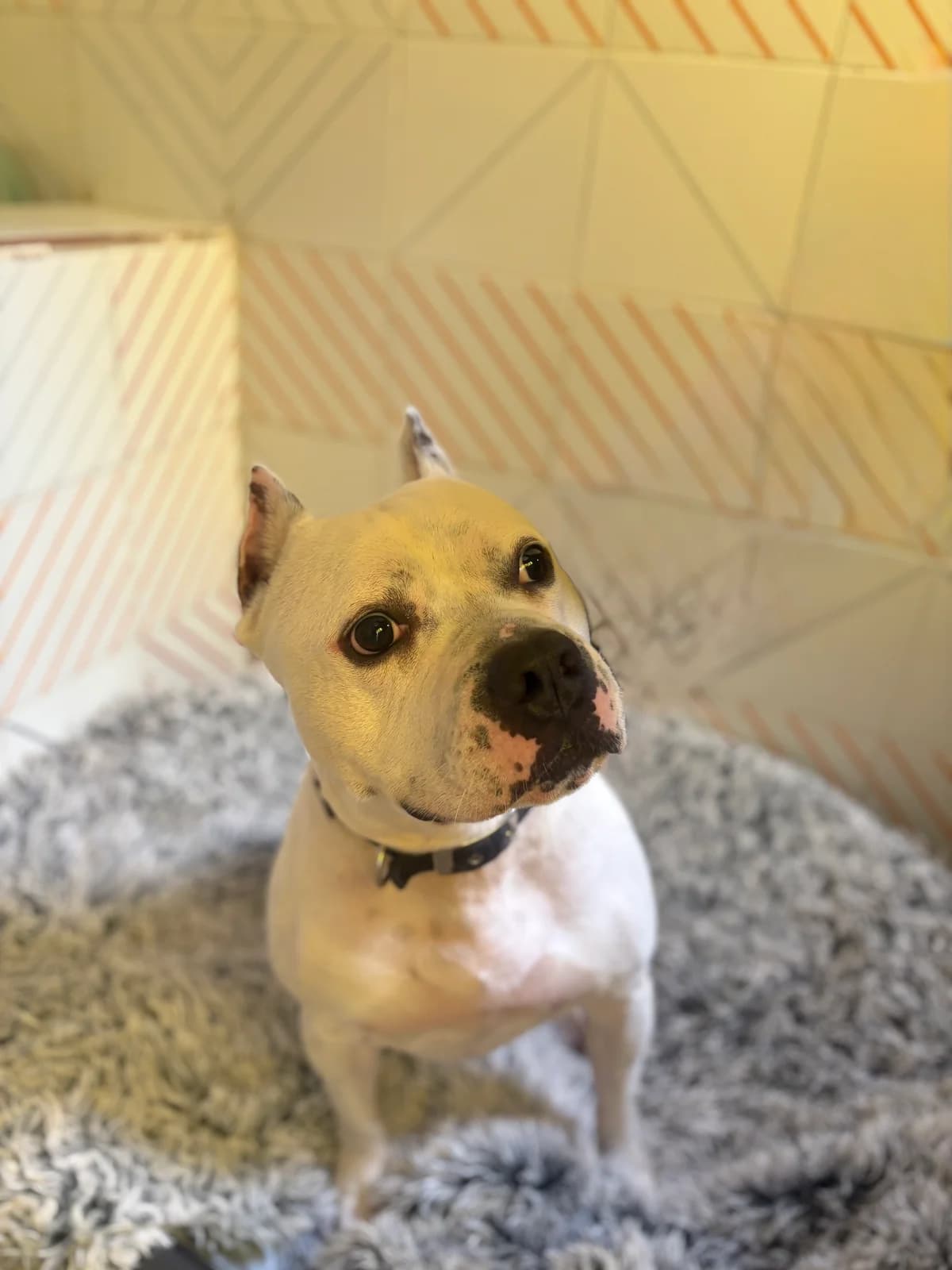 Hugo,  mixed breed for adoption at MSPCA — Malta SPCA, Mspca