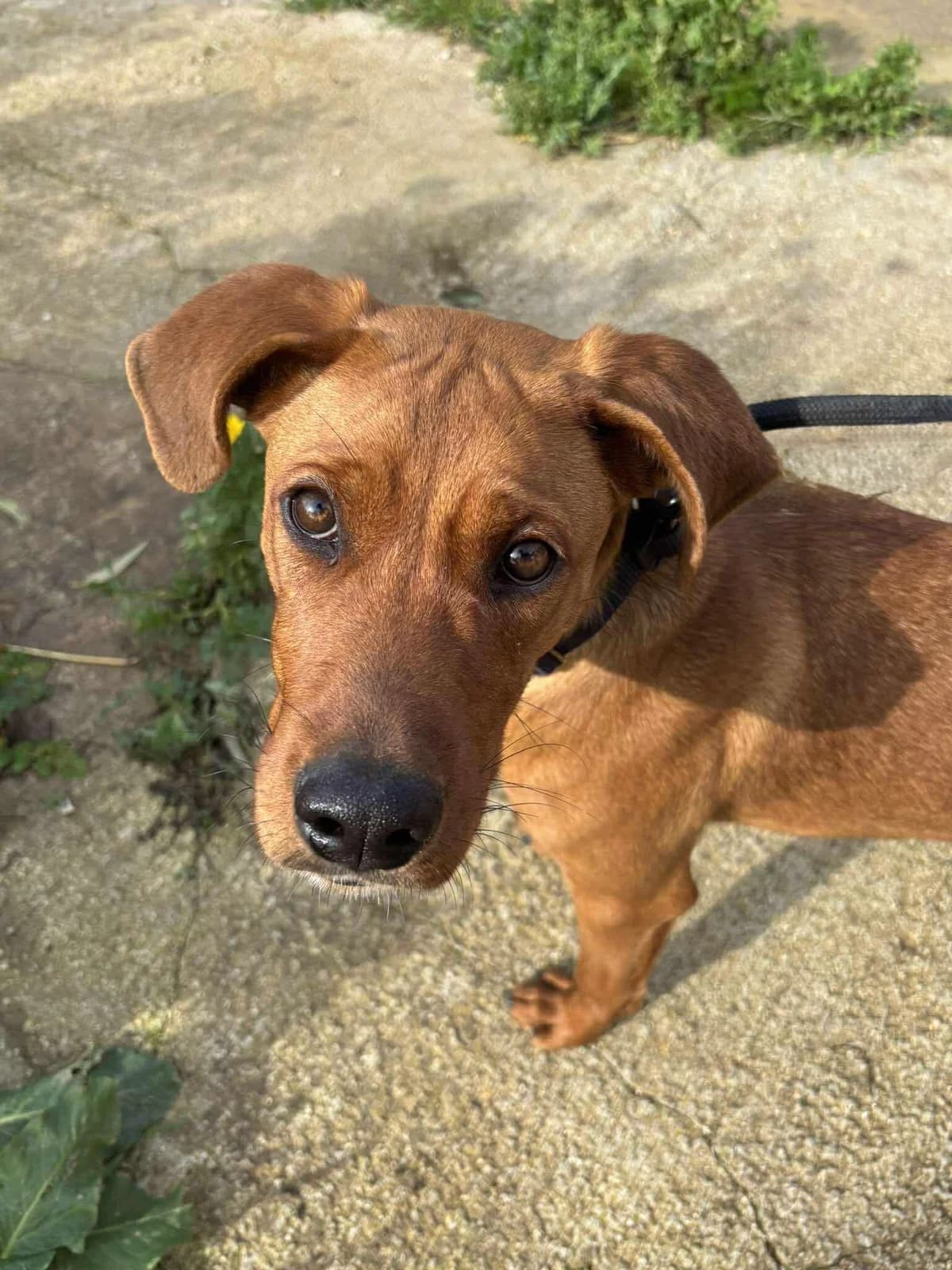 Maradona,  mixed breed for adoption at MSPCA — Malta SPCA, Mspca