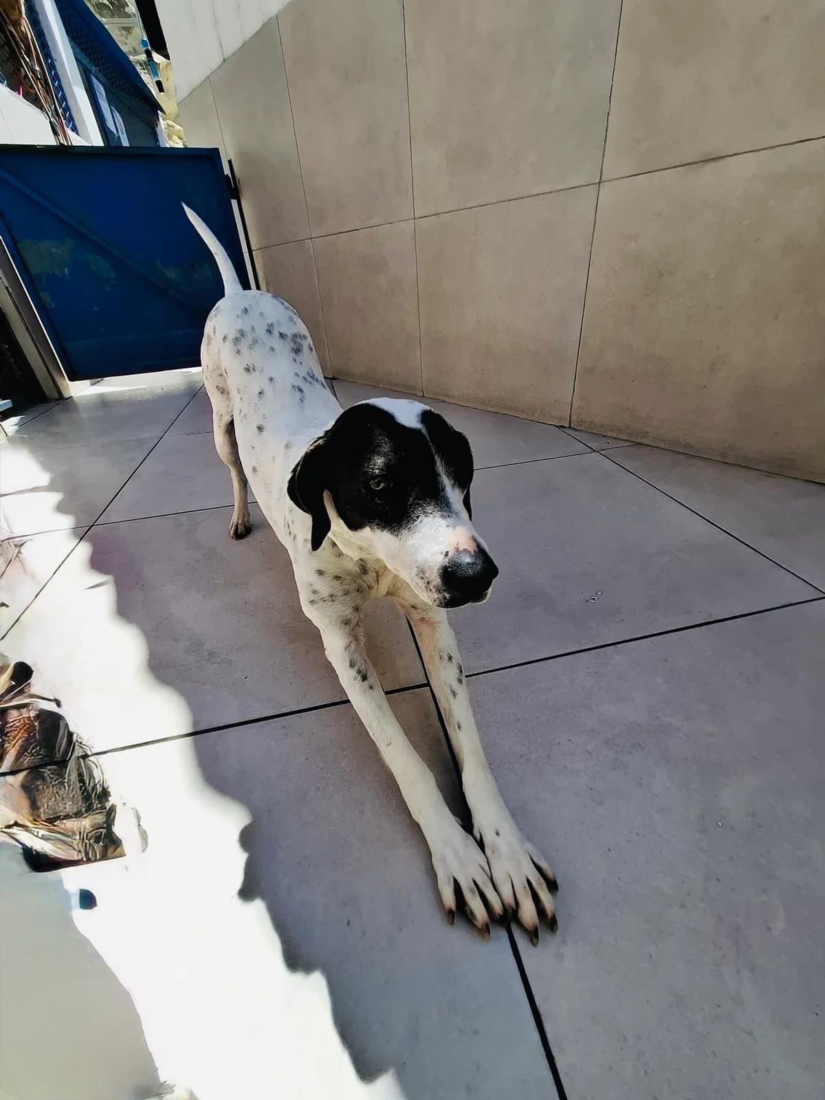 Amber,  4yo Shiba Inu for adoption at MSPCA — Malta SPCA, Mspca