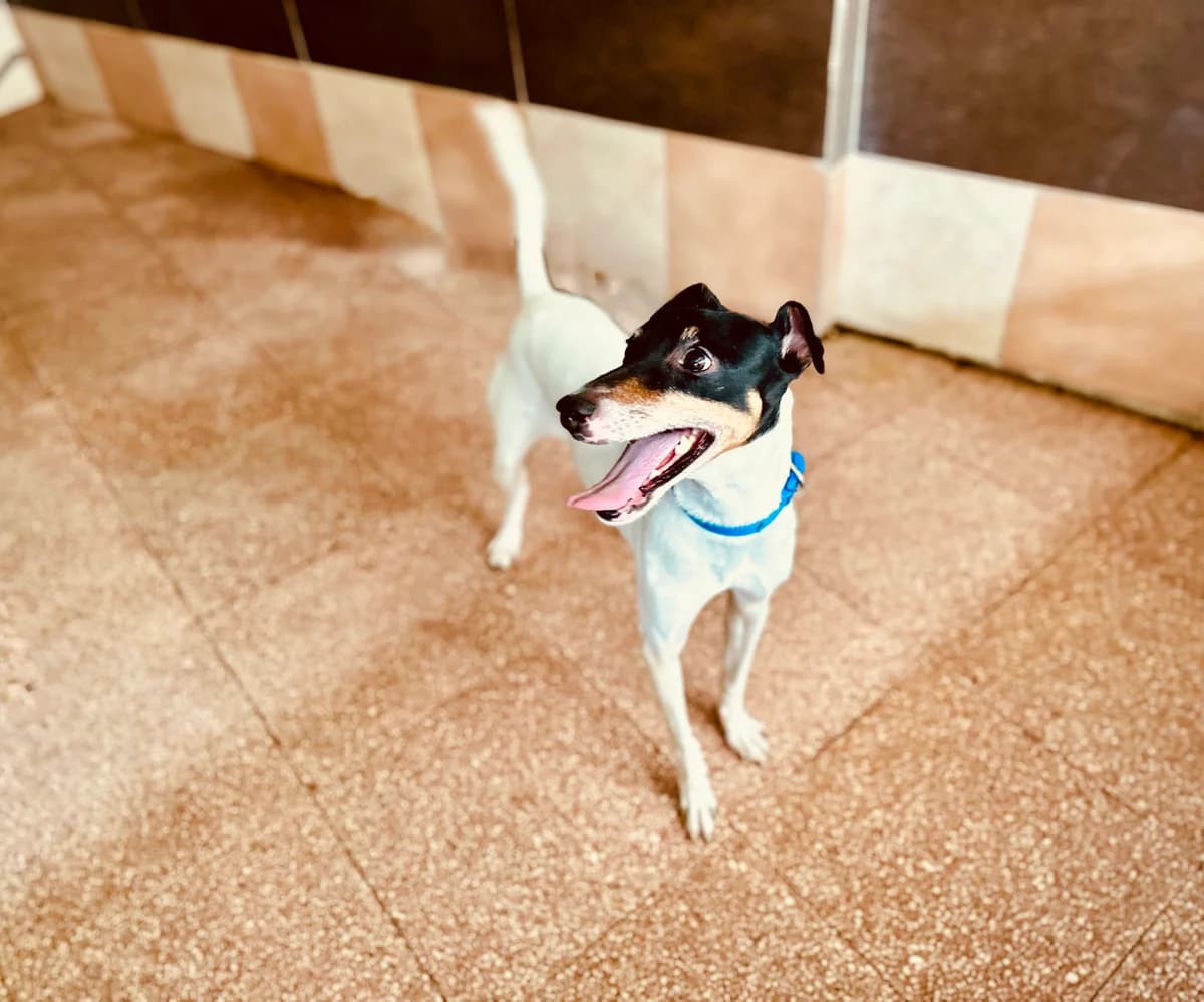 Max,  mixed breed for adoption at MSPCA — Malta SPCA, Mspca