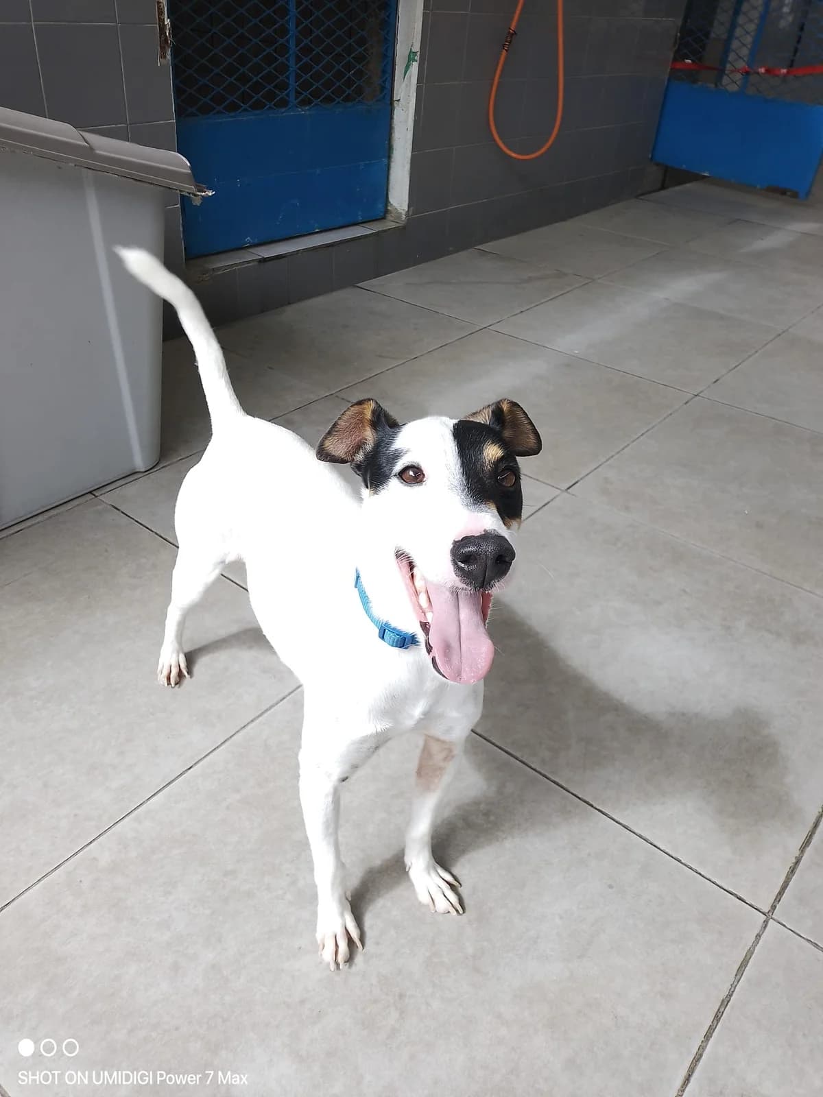 Amber,  4yo Shiba Inu for adoption at MSPCA — Malta SPCA, Mspca