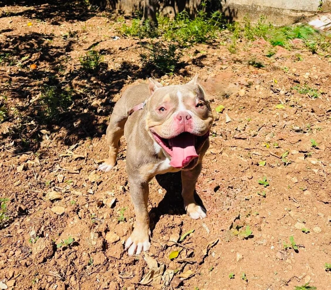 Peaches,  mixed breed for adoption at MSPCA — Malta SPCA, Mspca