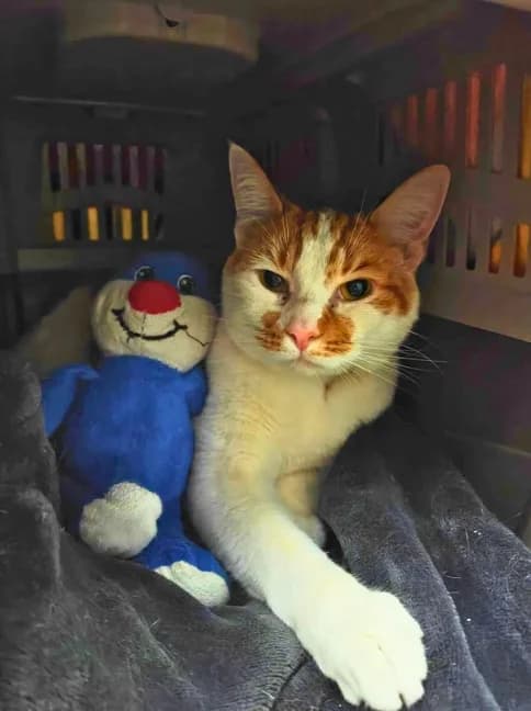 Pippin,  Mixed Breed Cat for adoption at MSPCA — Malta SPCA, Mspca