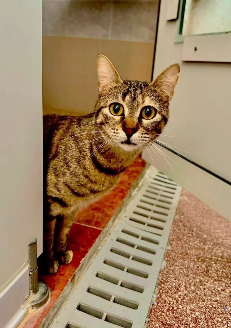 Prue,  Mixed Breed Cat for adoption at MSPCA — Malta SPCA, Mspca