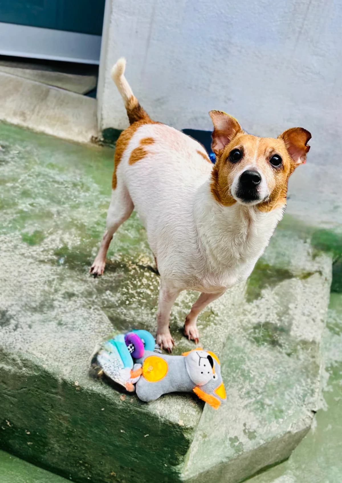 Roly,  mixed breed for adoption at MSPCA — Malta SPCA, Mspca