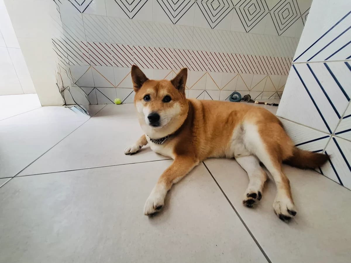 Rudi,  Shiba Inu for adoption at MSPCA — Malta SPCA, Mspca