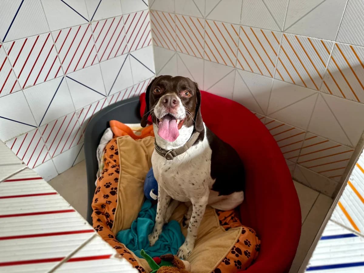 Scottie, male Pointer for adoption at MSPCA — Malta SPCA, Mspca