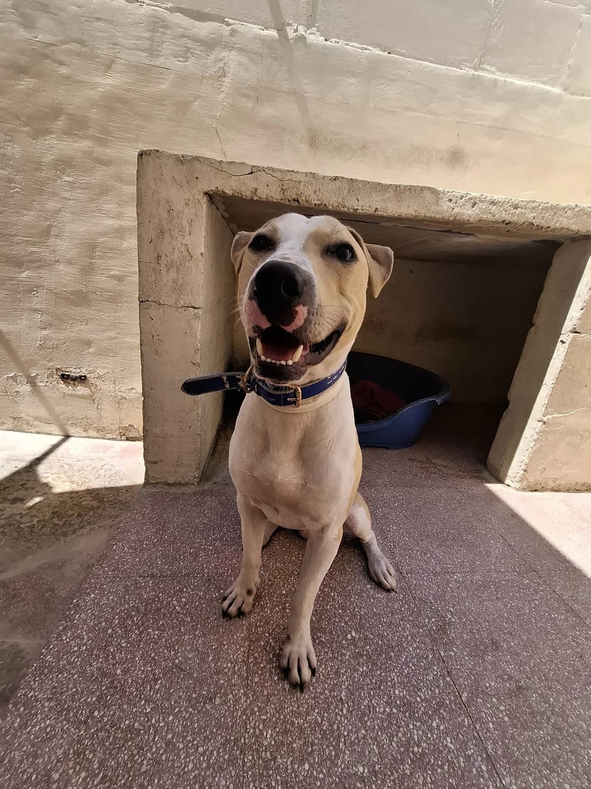 Scout,  American Staffordshire Terrier for adoption at MSPCA — Malta SPCA, Mspca