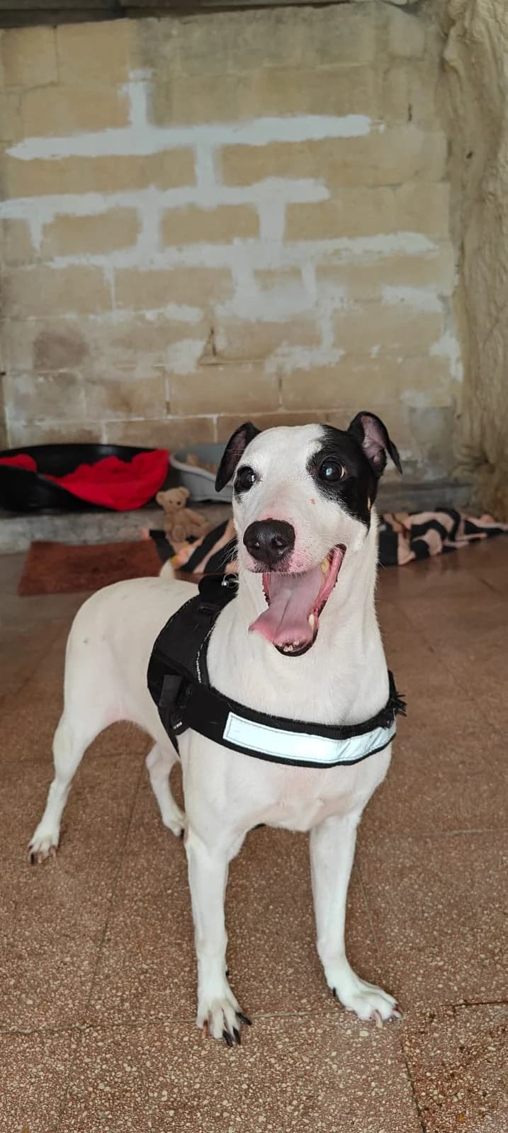 Sonny,  mixed breed for adoption at MSPCA — Malta SPCA, Mspca