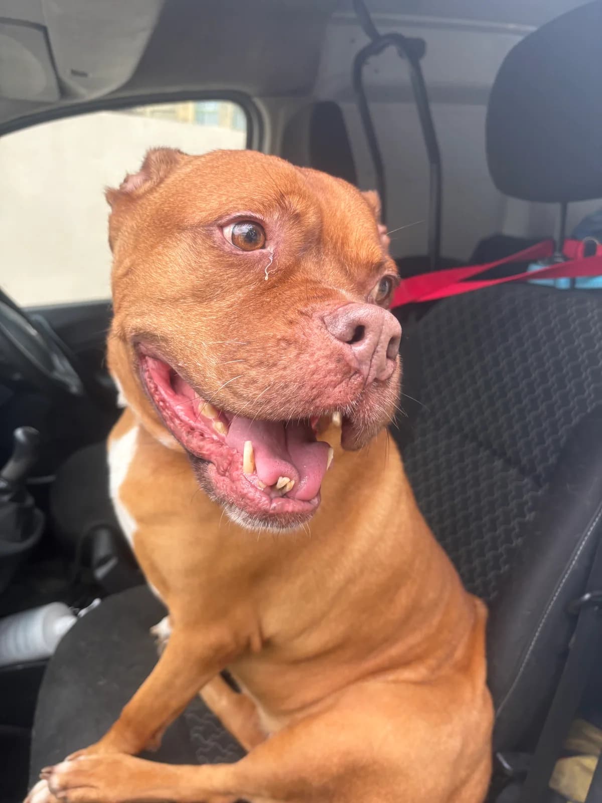 Amber,  4yo Shiba Inu for adoption at MSPCA — Malta SPCA, Mspca