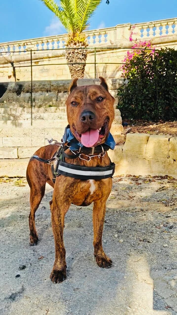 Toby,  mixed breed for adoption at MSPCA — Malta SPCA, Mspca