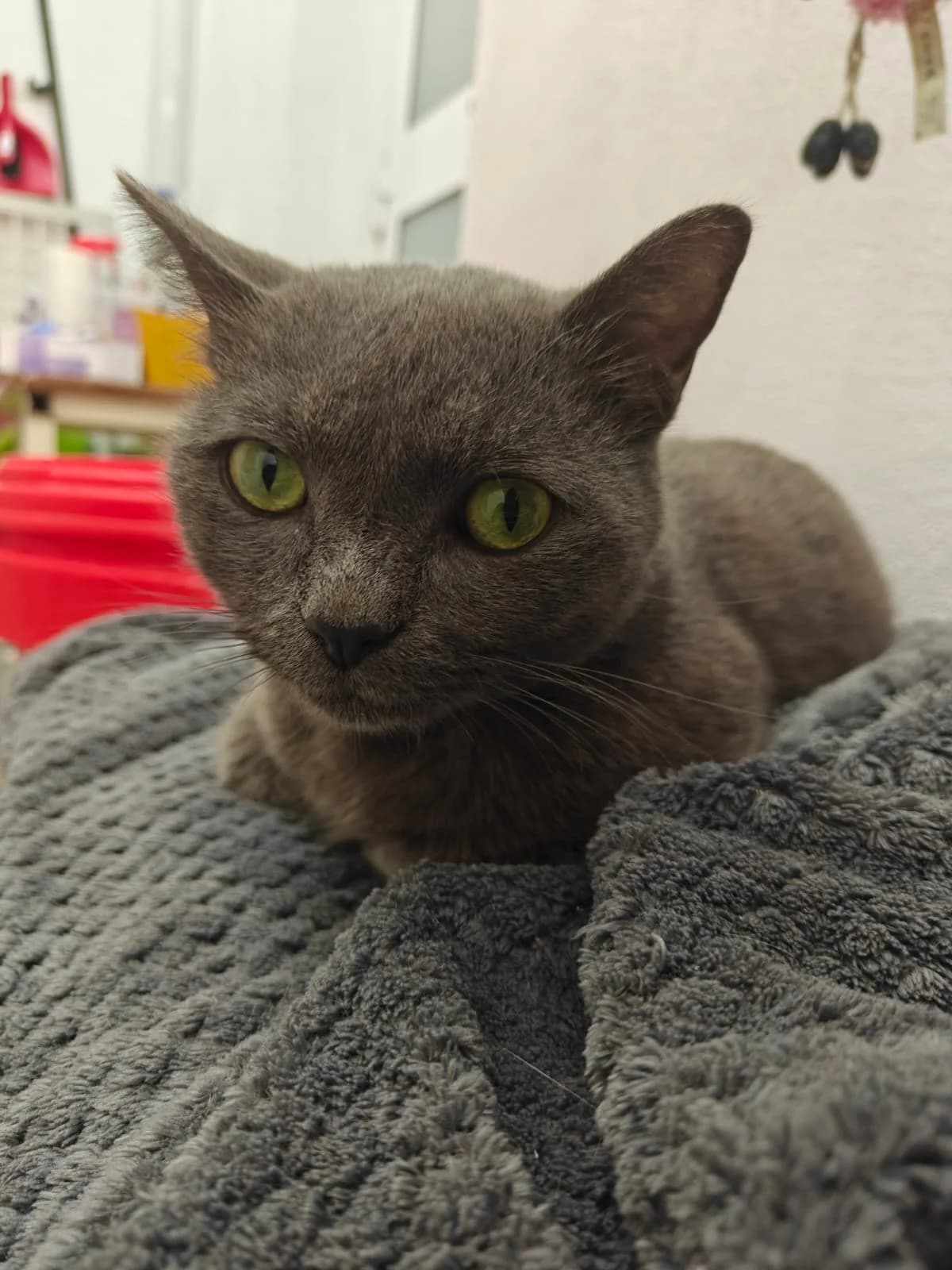 Valentine,  mixed breed for adoption at MSPCA — Malta SPCA, Mspca