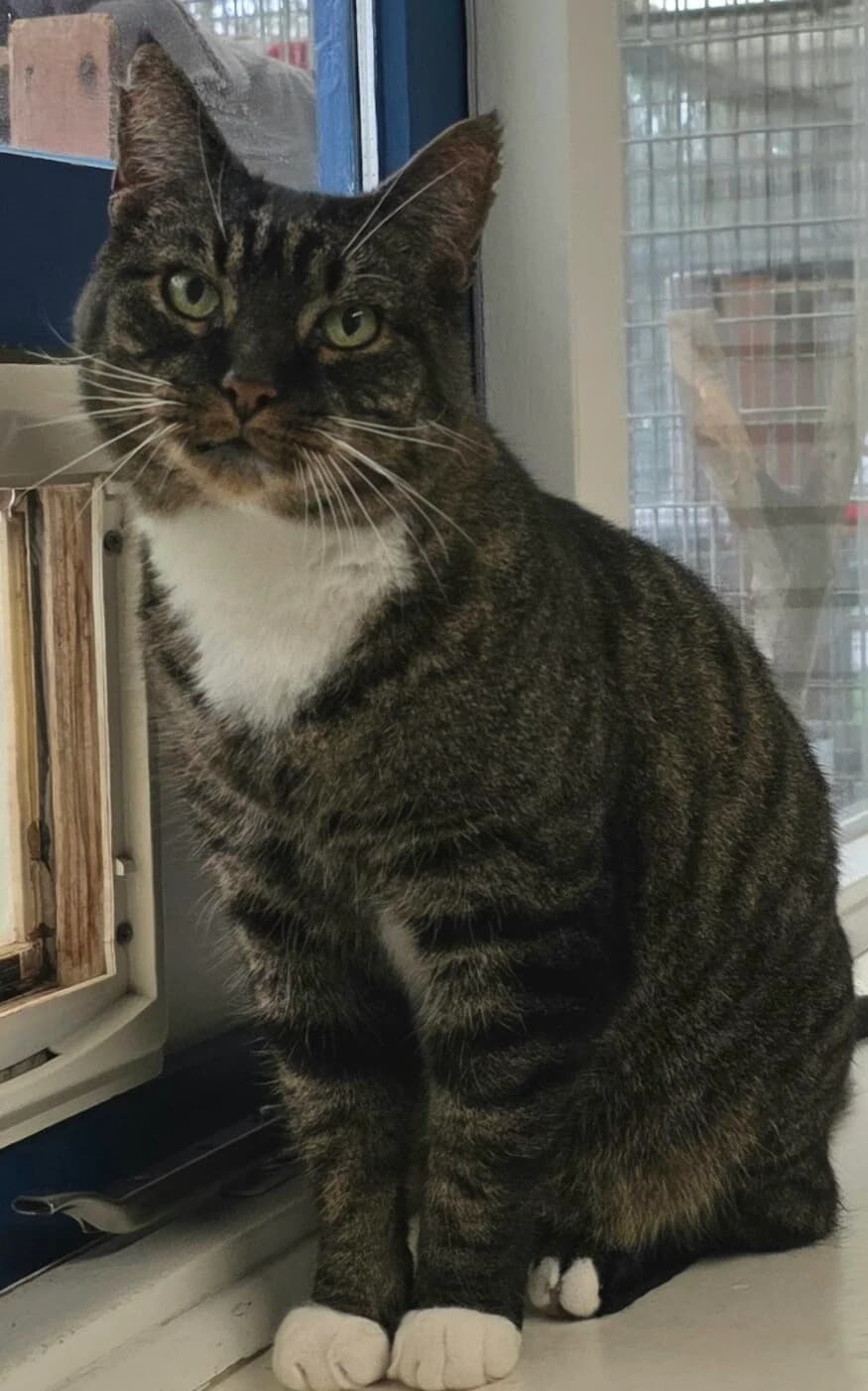 Boris Boef Dier van de week