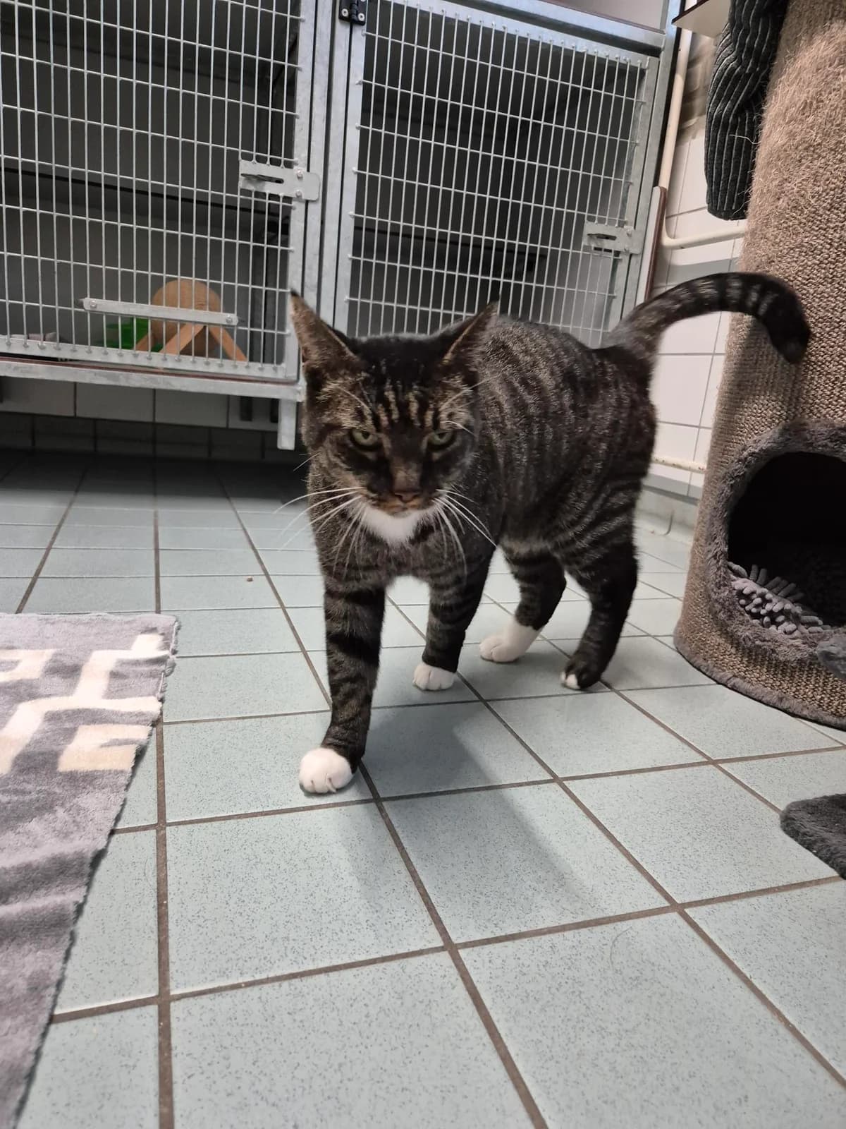 Boris Boef Dier van de week photo 2