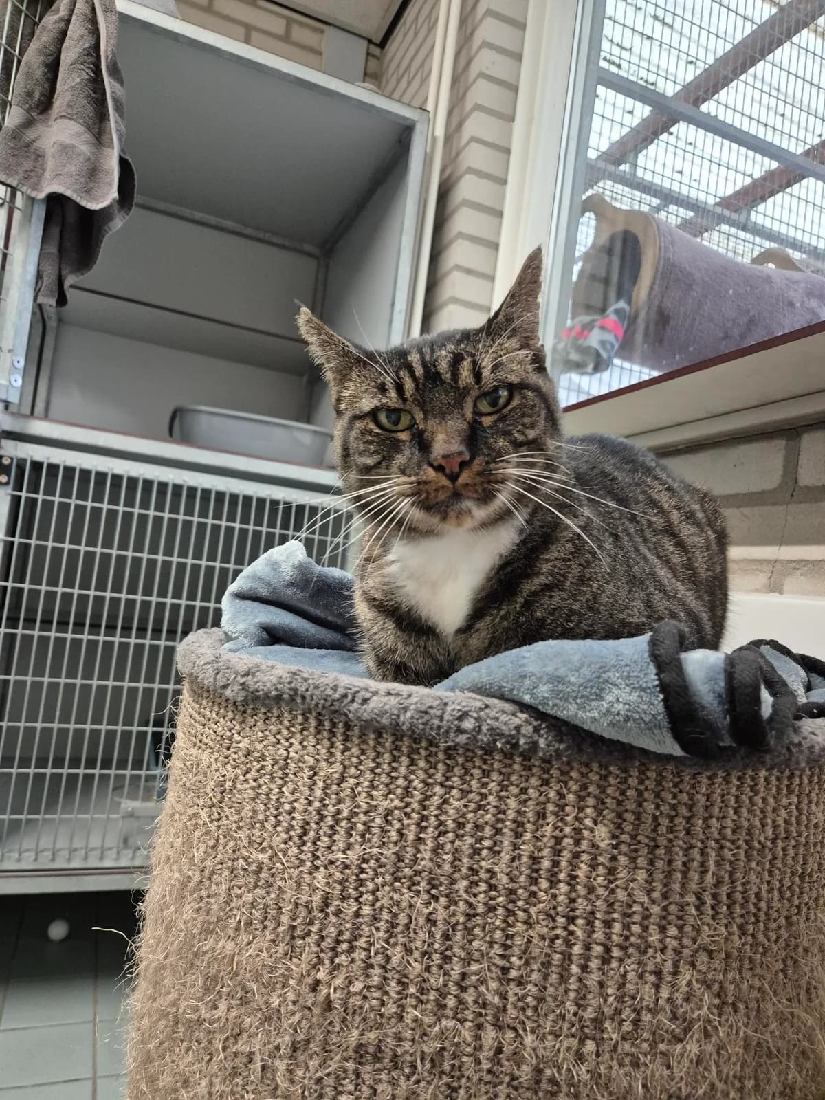 Boris Boef Dier van de week photo 3