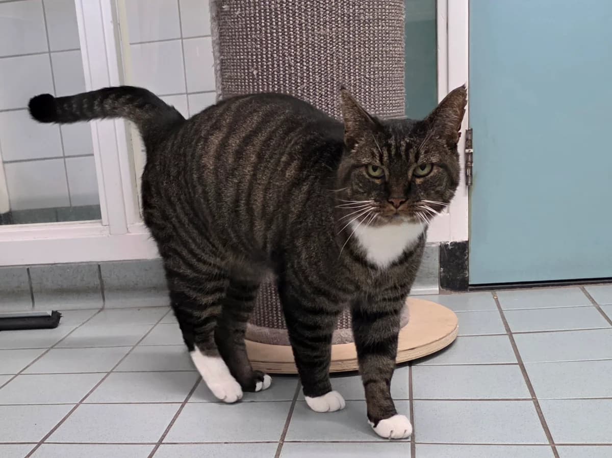 Boris Boef Dier van de week photo 4