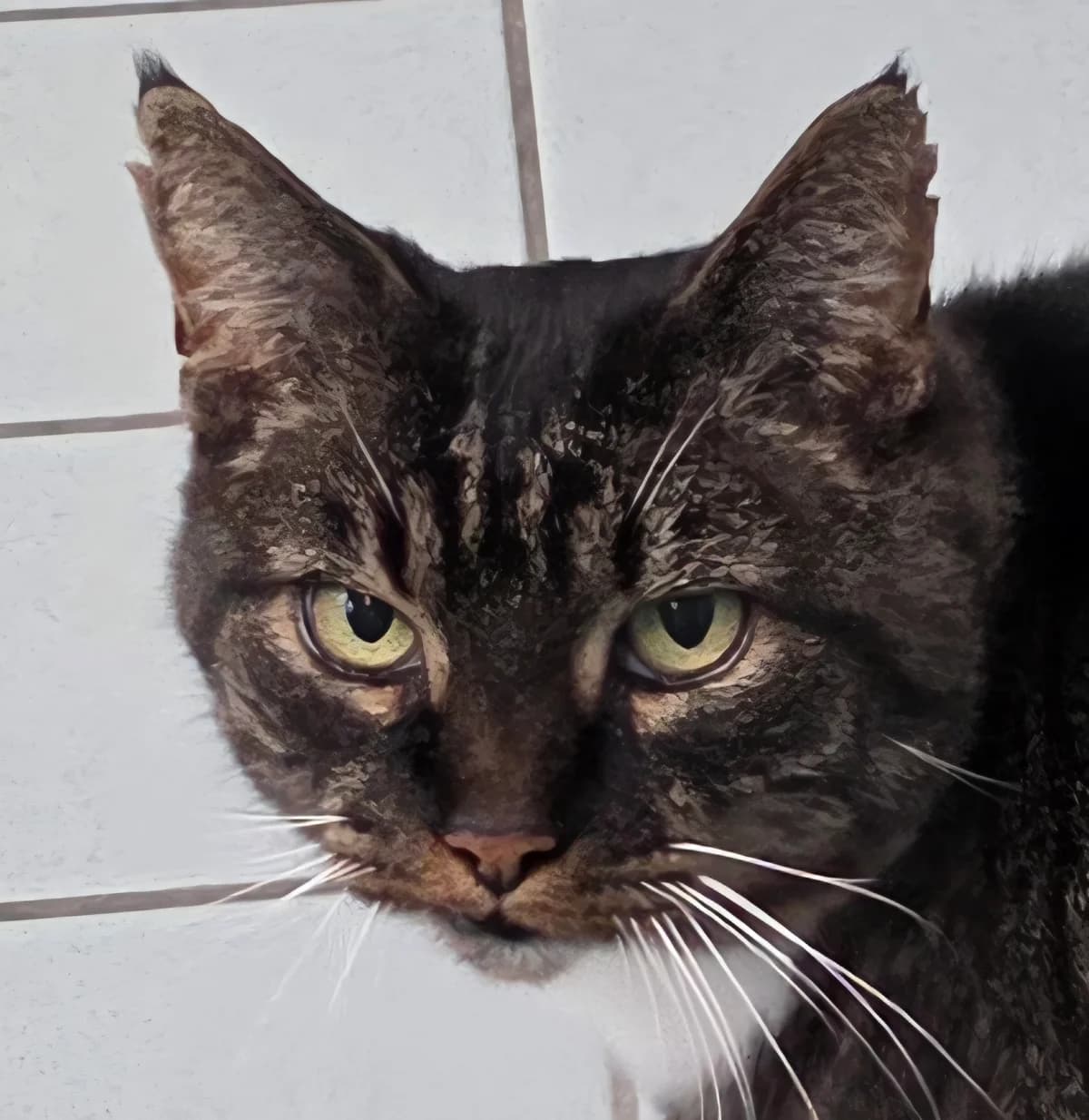 Boris Boef Dier van de week photo 5