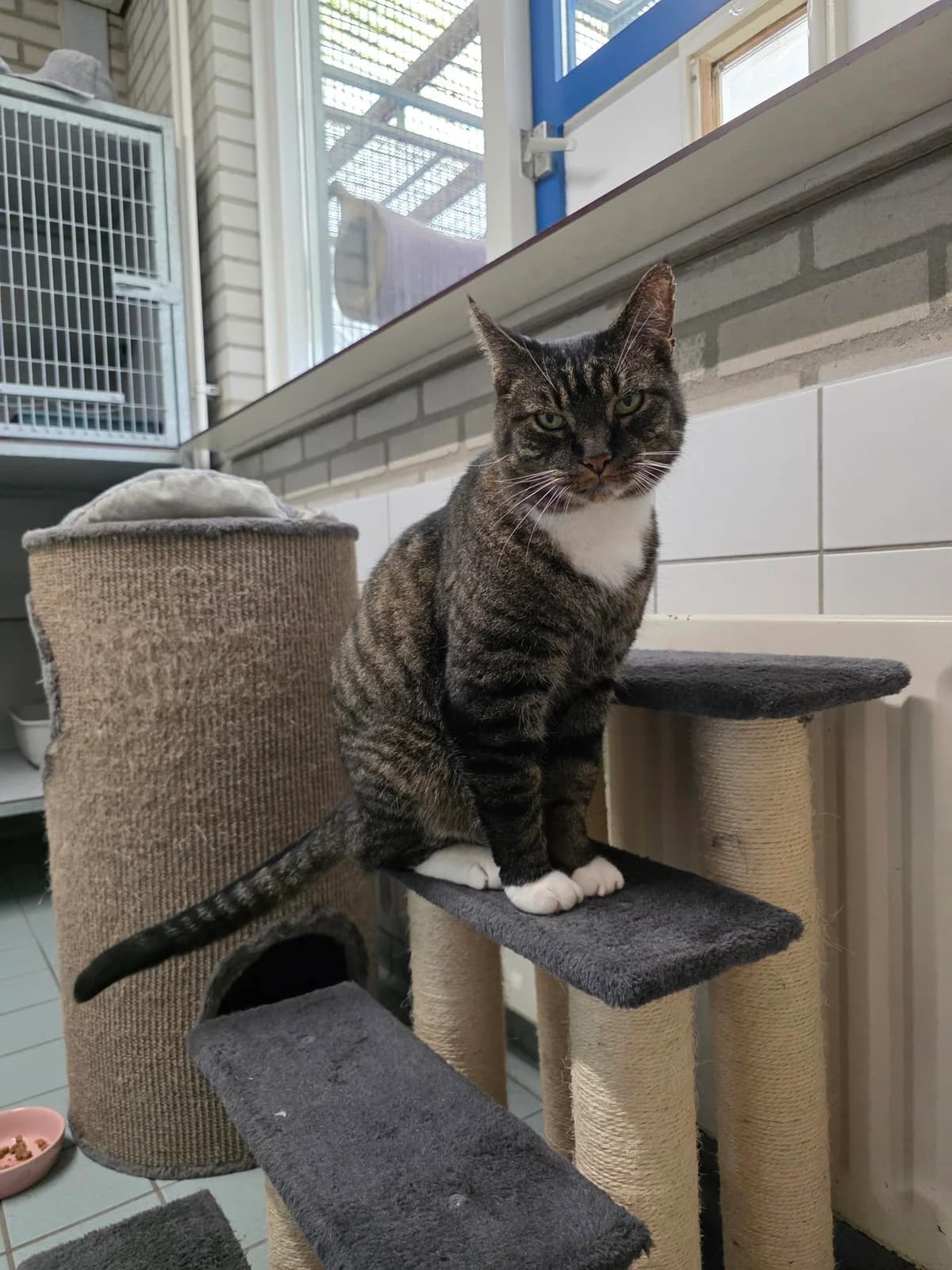 Boris Boef Dier van de week photo 6