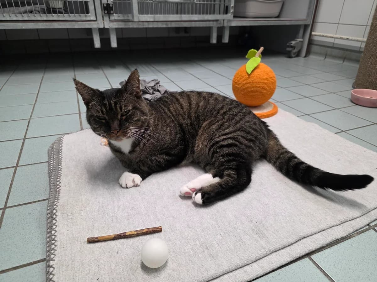 Boris Boef Dier van de week photo 7