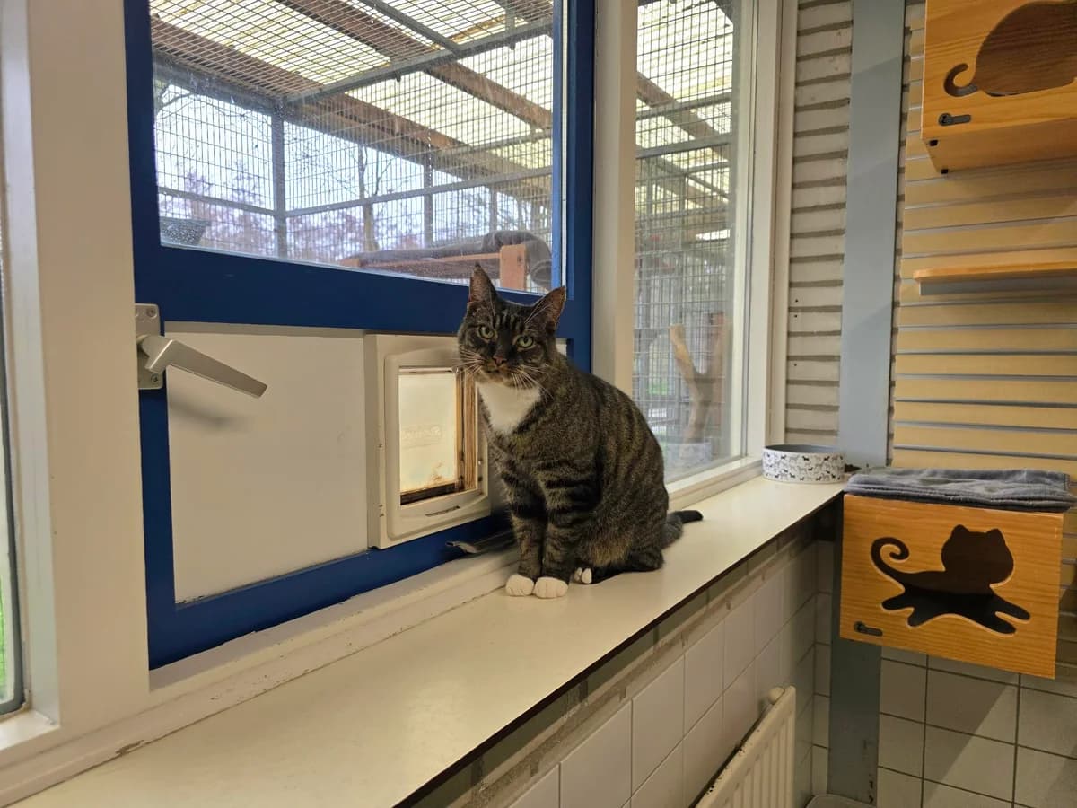 Boris Boef Dier van de week photo 8