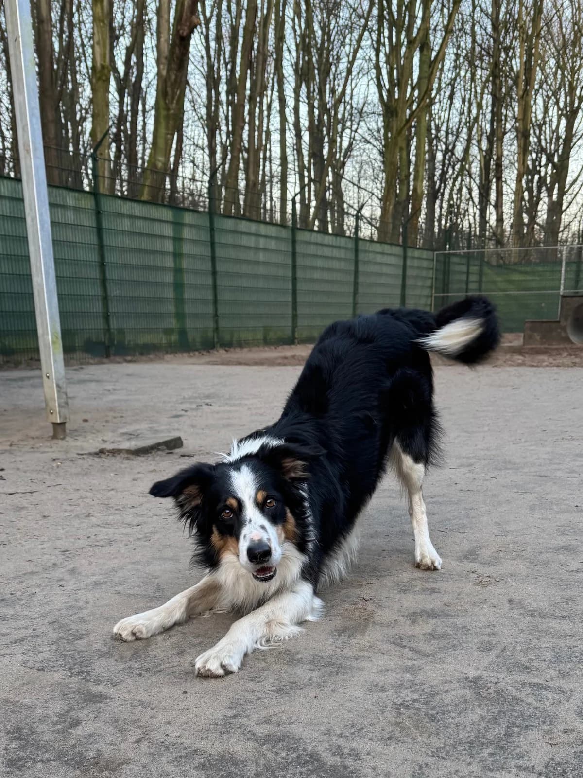 Corazon Gereserveerd