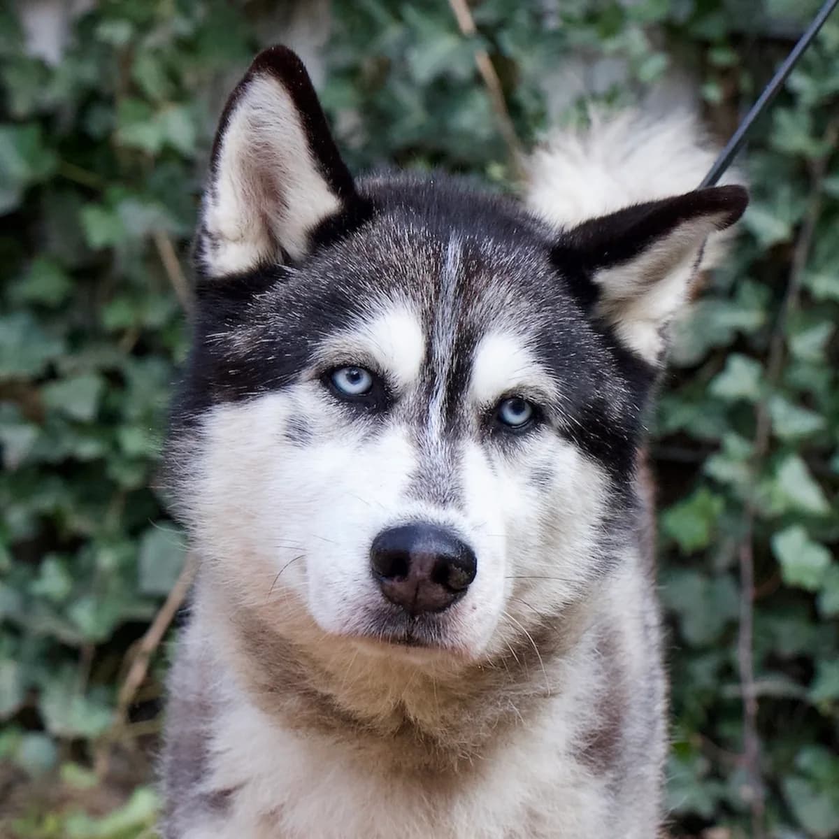 Akira Amarok, Zwart-wit male 6yo Husky for adoption at DOA Dierenasiel Amsterdam, Amsterdam