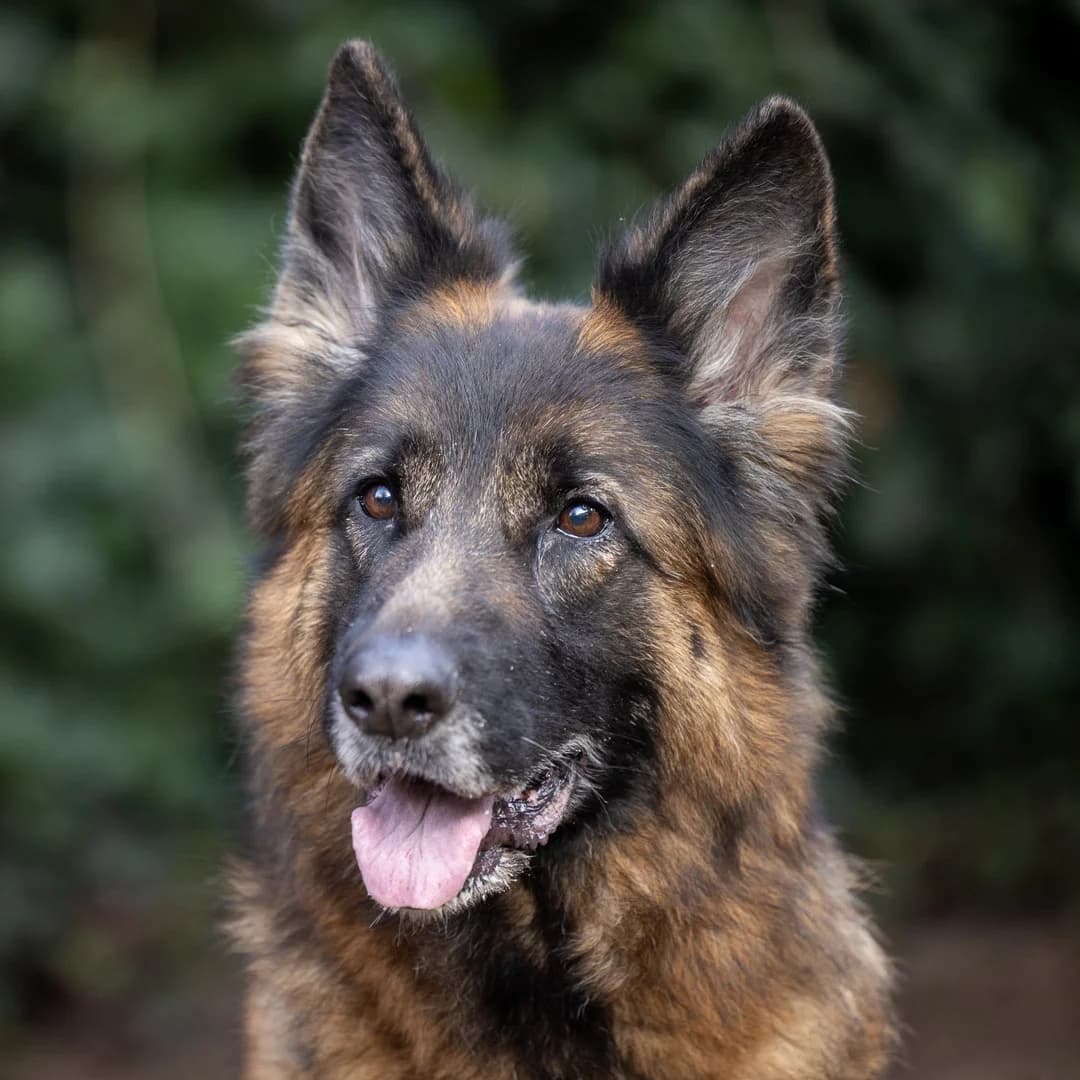 Maak kennis met Diana, Bruin-zwart female 7yo mixed breed for adoption at DOA Dierenasiel Amsterdam, Amsterdam