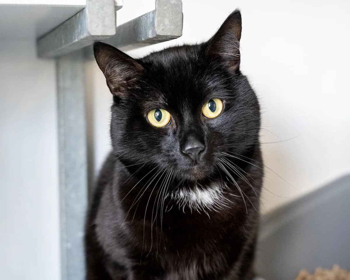 Gatito, Zwart male 5yo European Shorthair for adoption at DOA Dierenasiel Amsterdam, Amsterdam