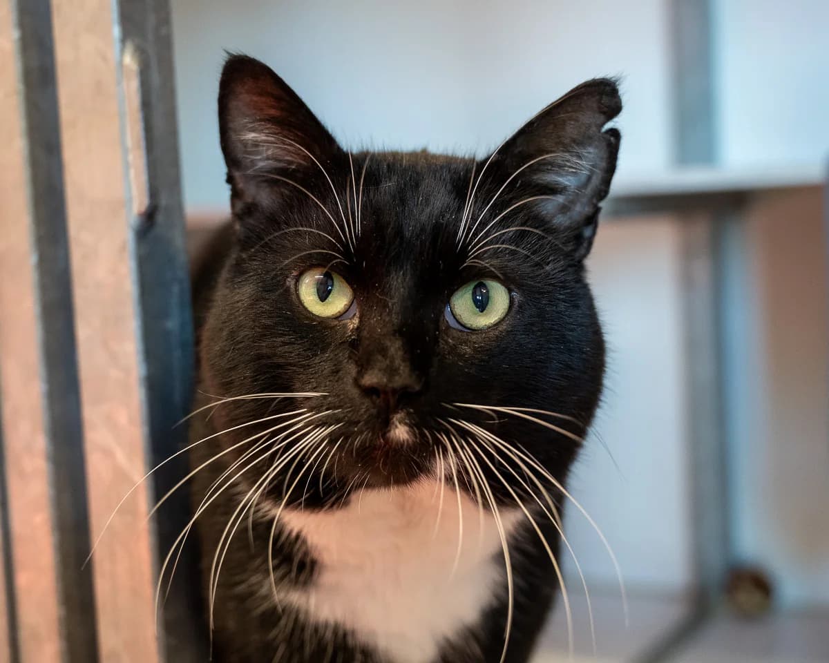 Heester, Zwart-wit male European Shorthair for adoption at DOA Dierenasiel Amsterdam, Amsterdam