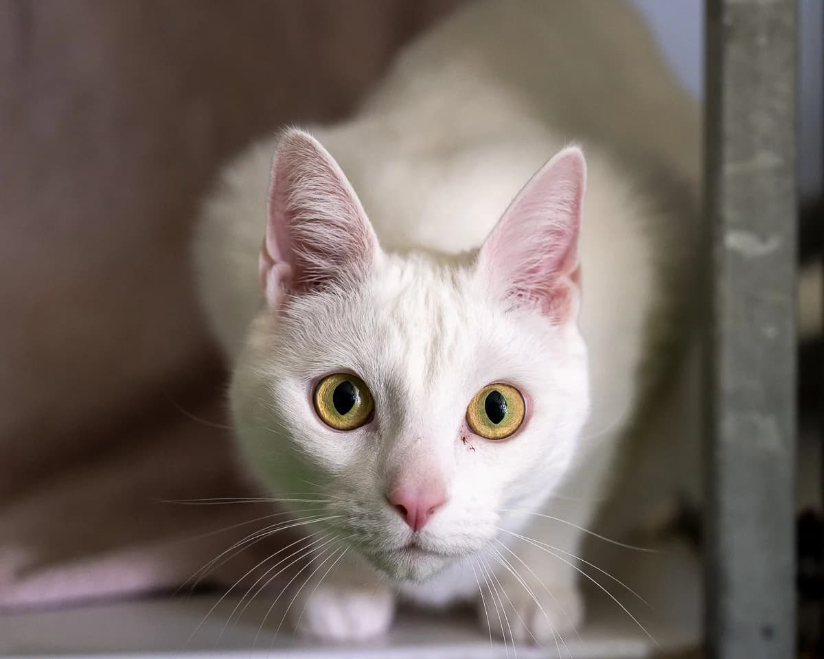 Joep, Wit male 4yo European Shorthair for adoption at DOA Dierenasiel Amsterdam, Amsterdam