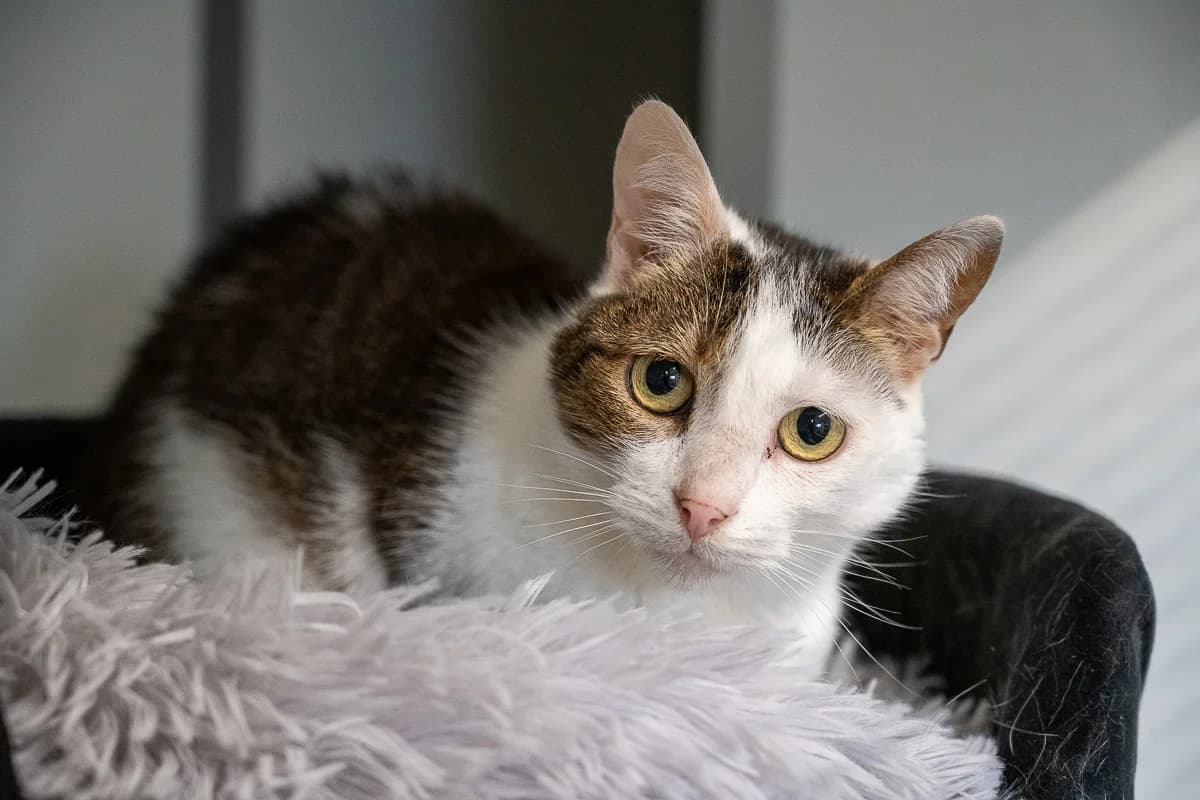Jonko, Zwart-wit-bruin female 5yo European Shorthair for adoption at DOA Dierenasiel Amsterdam, Amsterdam